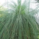 10 seed per pack Xanthorrhoea preissii Balga Western Australian Grass Tree