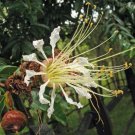 10 seed per pack Lafoensia acuminata Colombian Pinwheel Tree