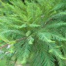 25 seed per pack Taxodium distichum var. distichum Northern Bald Cypress