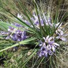 20 seed per pack Xerophyta retinervis Black Stick Lily