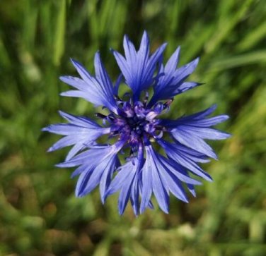 25 seed per pack Centaurea cyanus Bachelor's Button Cornflower