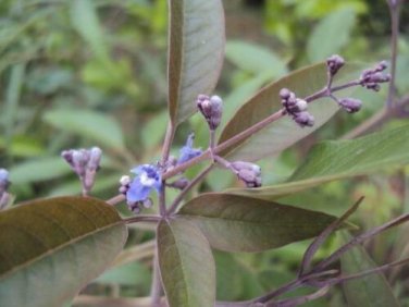 10 seed per pack Vitex negundo Chinese Chaste Tree