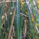 20 seed per pack Miscanthus sinensis Yakushima Dwarf Chinese Silver Grass