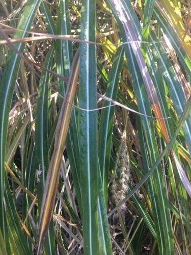 20 seed per pack Miscanthus sinensis Yakushima Dwarf Chinese Silver Grass