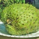 10 seed per pack Annona muricata Soursop Prickly Custard Apple