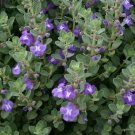 20 seed per pack Scutellaria resinosa Prairie Skullcap