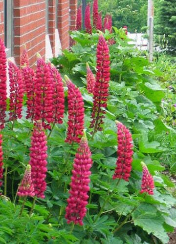 10 seed per pack Lupinus polyphyllus My Castle Scarlet Red