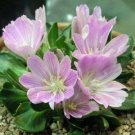 5 seed per pack Lewisia brachycalyx Short-Sepal Bitter-root Shortsepal Lewisia