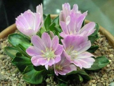 5 seed per pack Lewisia brachycalyx Short-Sepal Bitter-root Shortsepal Lewisia