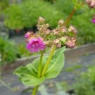 10 seed per pack Mirabilis nyctaginea Heartleaf Four o'Clock Nightblooming Four o'Clock
