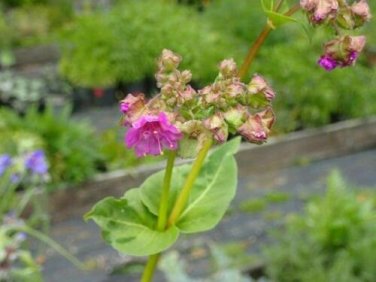 10 seed per pack Mirabilis nyctaginea Heartleaf Four o'Clock Nightblooming Four o'Clock