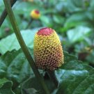 20 seed per pack Acmella oleracea Headache Plant EyeBall Plant Electric Daisy