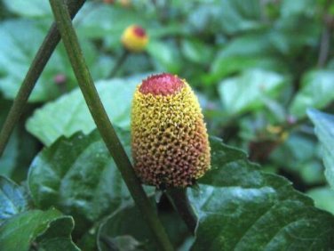 20 seed per pack Acmella oleracea Headache Plant EyeBall Plant Electric Daisy