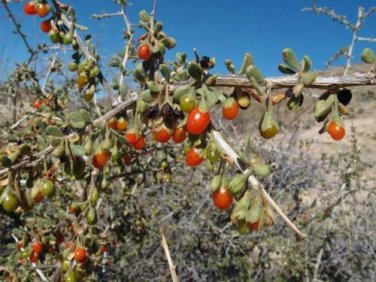 20 seed per pack Lycium exsertum Arizona Desert-thorn Boxthorn Littleleaf Wolfberry