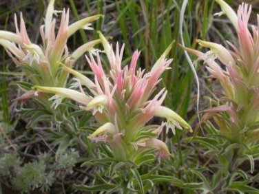 10 seed per pack Castilleja sessiliflora Downy or Great Plains Indian Paintbrush