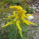 20 seed per pack Solidago gigantea Early, Giant, Smooth or Tall Goldenrod