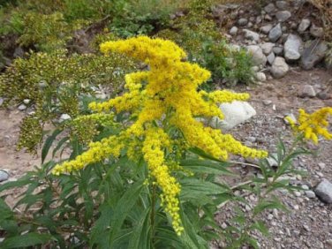 20 seed per pack Solidago gigantea Early, Giant, Smooth or Tall Goldenrod