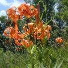10 seed per pack Lilium michiganense Turk's Cap Lily Michigan Lily