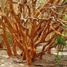 10 seed per pack Luma apiculata Arrayan Chilean Myrtle Shortleaf Stopper Temu