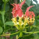 20 seed per pack Gloriosa superba Tiger Claw Fire or Creeping Lily