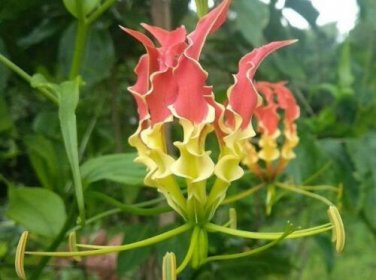 20 seed per pack Gloriosa superba Tiger Claw Fire or Creeping Lily