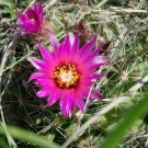 5 seed per pack Escobaria vivipara Purple Pincushion Common Ball or Beehive Cactus