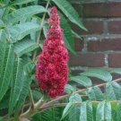10 seed per pack Rhus typhina Staghorn Sumac Velvet Sumac 'Tiger Eyes'