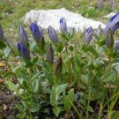 10 seed per pack Gentiana calycosa Mountain Bog Gentian Rainier Pleated Gentian