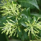 10 seed per pack Cestrum nocturnum Night Blooming Jasmine Queen of the Night