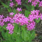 1000 seed per pack Silene armeria None-so-Pretty Sweet William Catchfly