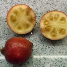 10 seed per pack Psidium cattleyanum Cattley, Cherry, Purple, or Strawberry Guava