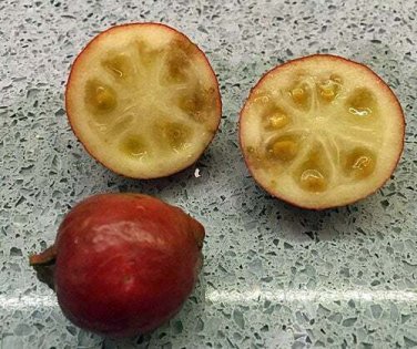 10 seed per pack Psidium cattleyanum Cattley, Cherry, Purple, or Strawberry Guava