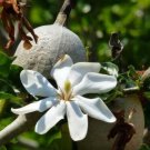 5 seed per pack Gardenia thunbergia Thunberg's or White Gardenia