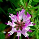 50 seed per pack Astragalus sinicus Chinese Milkvetch