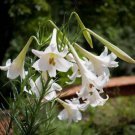 10 seed per pack Lilium formosanum Formosan Lily Taiwanese Mountain Lily