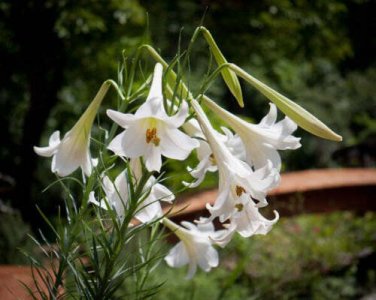 10 seed per pack Lilium formosanum Formosan Lily Taiwanese Mountain Lily