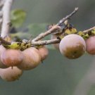 20 seed per pack Diospyros lotus Date-Plum Caucasian or Lilac Persimmon