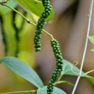 20 seed per pack Piper nigrum Black Pepper Piper