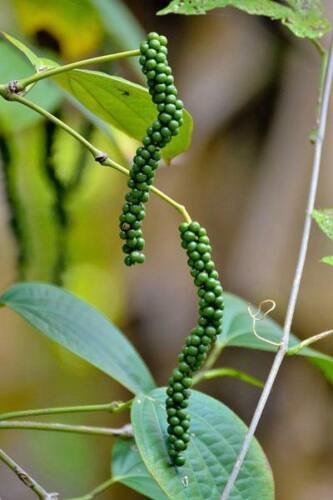 20 seed per pack Piper nigrum Black Pepper Piper