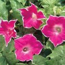5 seed per pack Ipomoea Nil Red Picotee Japanese Morning Glory