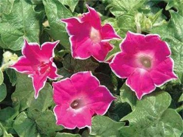 5 seed per pack Ipomoea Nil Red Picotee Japanese Morning Glory