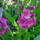 20 seed per pack Primula parryi Parry's Primrose
