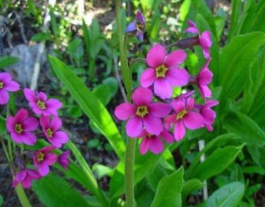20 seed per pack Primula parryi Parry's Primrose