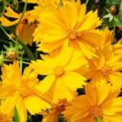 100 seed per pack Coreopsis lanceolata 'Sunburst' Tick  Lance Coreopsis