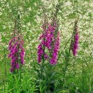 50 seed per pack Digitalis purpurea Purple Foxglove