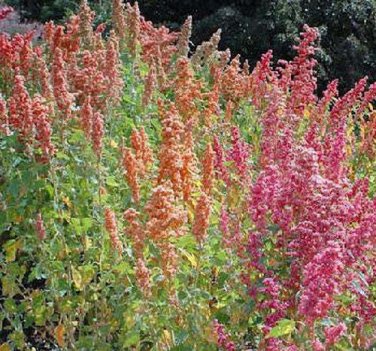100 seed per pack Chenopodium quinoa Brilliant Rainbow