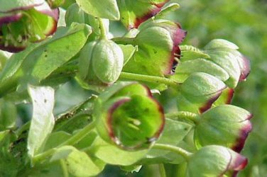 5 seed per pack Helleborus foetidus Stinking Hellebore Dungwort