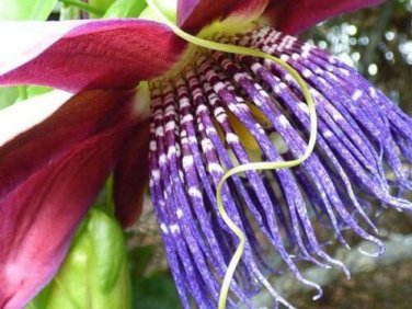 15 seed per pack Passiflora quadrangularis Giant Granadilla Giant Tumbo Badea