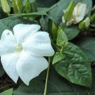 5 seed per pack Thunbergia fragrans White Lady Sweet Clock-Vine