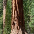 25 seed per pack Sequoiadendron giganteum Giant Sequoia Sierra Redwood